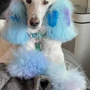 Meet your Posher, Nicki